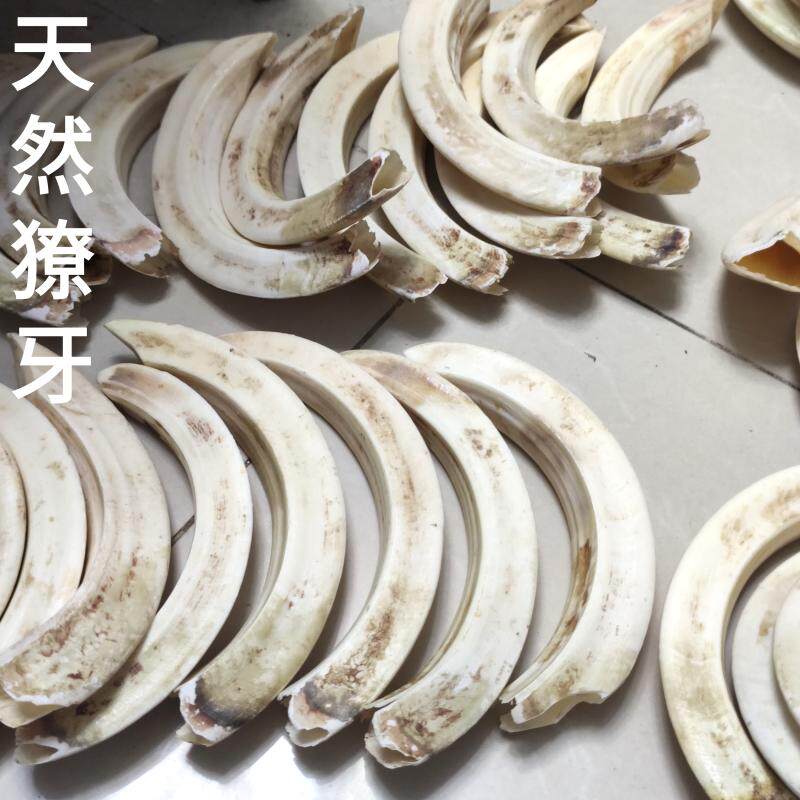新货原料獠牙藏饰民间玩物大号牙齿吊坠镶嵌包银野猪牙可做摆件