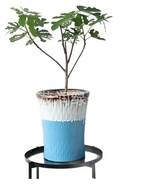 凤尾竹花盆陶瓷庭院植物新款琴叶榕室内发财树幸福树绿植阳台