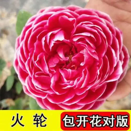 室内庭院观赏公园花苗花卉玫瑰花苗盆栽四季开花大花月季植物