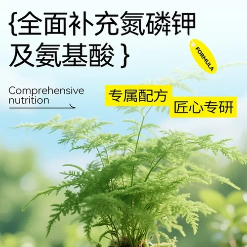 文竹小盆栽营养液种植办公室盆栽盆栽花肥桌面绿植水培植物