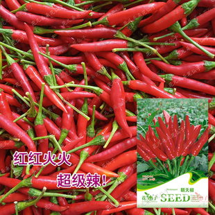 花儿朵朵花仙子朝天椒小米辣小辣椒望天椒望天猴种子易种品种蔬菜