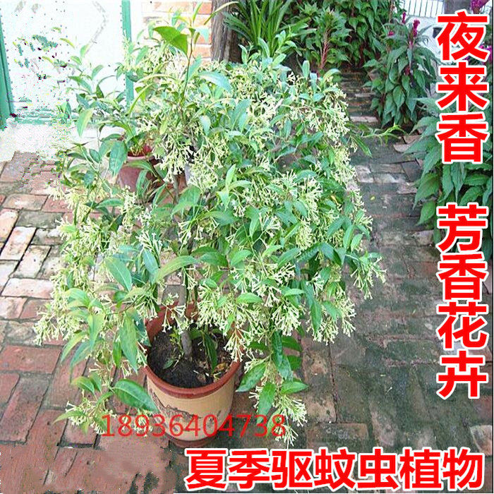 夜来香树苗盆栽老桩花苗室内外四季开花庭院植物夏季驱蚊香草包邮
