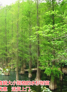 水杉树苗盆景苗木盆栽庭院风景树