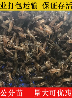 澳洲淡水小龙虾苗 螯虾养殖教学龙虾苗公分苗蓝色澳龙虾 小龙虾
