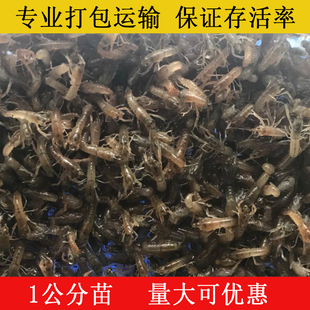 澳洲淡水小龙虾苗 螯虾养殖教学龙虾苗公分苗蓝色澳龙虾 小龙虾