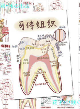 34张口腔知识贴纸口腔医学学习笔记解剖生理学图文详解笔记本贴画