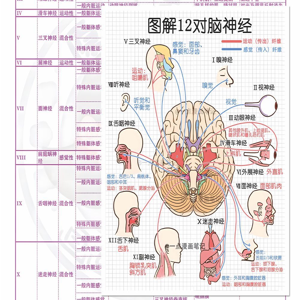 【加大版】48张十二对脑神经贴纸神经系统医学生知识装饰笔记贴画