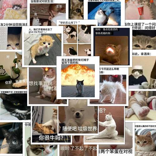 猫猫统治世界】240张梗图小猫贴纸审美积累meme猫抽象沙雕贴画diy