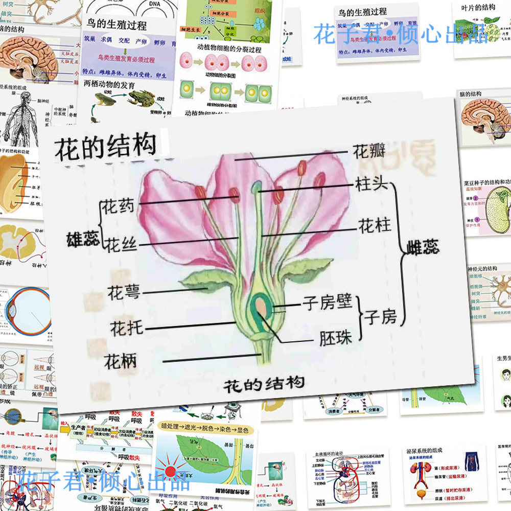 128张生物知识点贴纸ins风初中生创意学习生物图文知识点总结贴画图片
