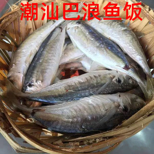 新鲜巴浪鱼饭巴朗鱼饭 随楼吊景一斤潮汕鱼饭 即食海鲜无防腐添加
