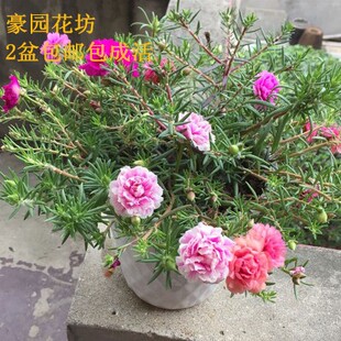 太阳花重瓣盆栽死不了太阳花阳台庭院花卉带根太阳花花苗