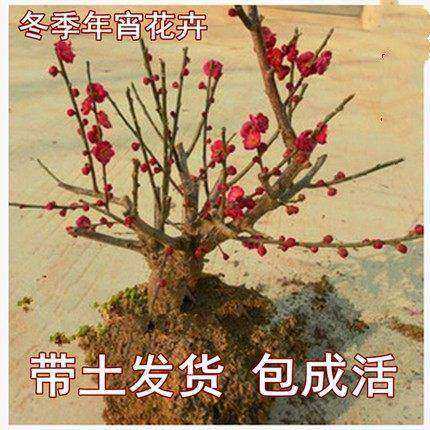 四季老桩树苗腊梅盆景花卉植物图片
