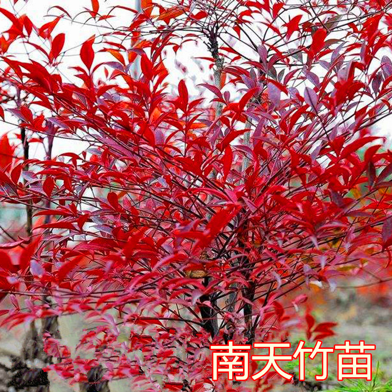 南天竹树苗盆景盆栽庭院植物耐寒