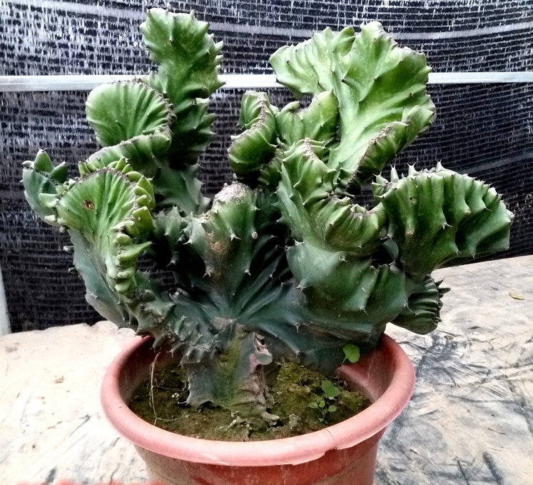 仙人植物麒麟掌玉麒麟阳台可以养