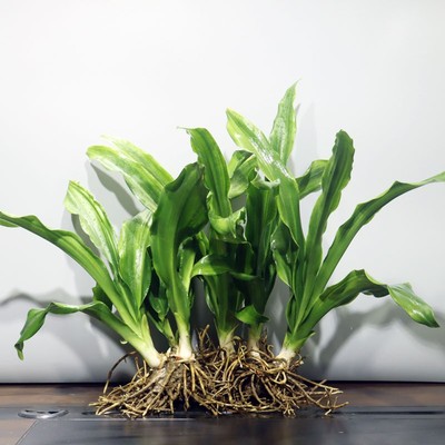 青叶万年青绿植盆栽四季常青