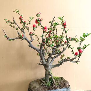 海棠花苗 铁杆海棠 绿色观花观果植物 庭院盆栽 三年苗