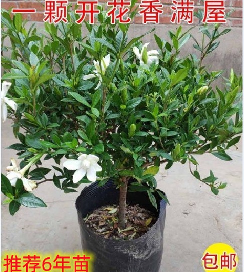 栀子花盆栽大花浓香带花苞植物室内好养绿植花卉包邮