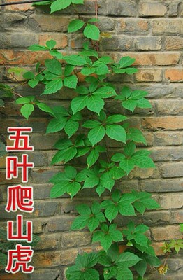 攀援爬藤植物美国五叶地锦苗子-三叶爬山虎大苗-爬藤红叶爬墙虎苗