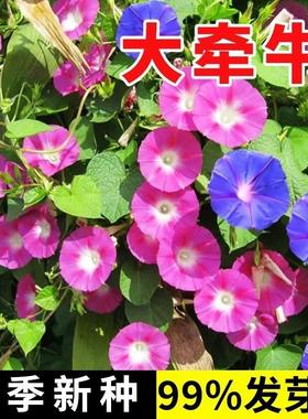 大牵牛花种子四季开花爬藤攀岩喇叭花种籽春秋易活花卉盆栽花籽子
