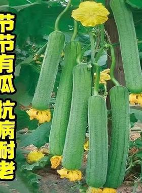 抗热耐高温肉丝瓜早熟丝瓜籽四季香丝瓜软糯肉厚皮薄庭院爬藤丝瓜