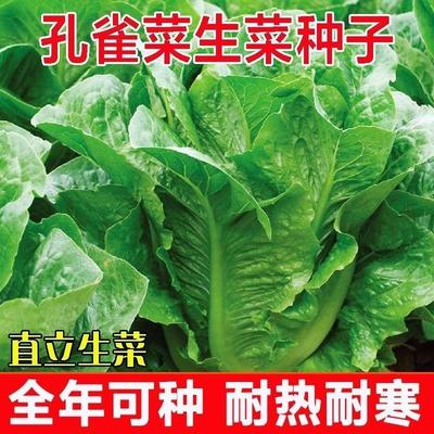 四季孔雀菜种子生吃脆甜罗马直立生菜种子耐寒耐热易种植阳台庭院