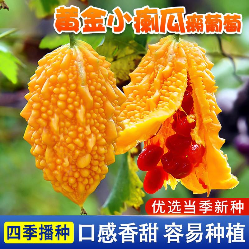 黄金小癞瓜种子癞葡萄种籽水果甜藤蔓苦瓜籽裂瓜金铃子黄金瓜种子