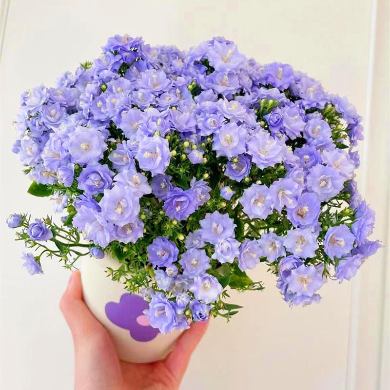 丹麦风铃花种子四季播种开花花籽盆栽花卉室外阳台庭院花种籽子孑