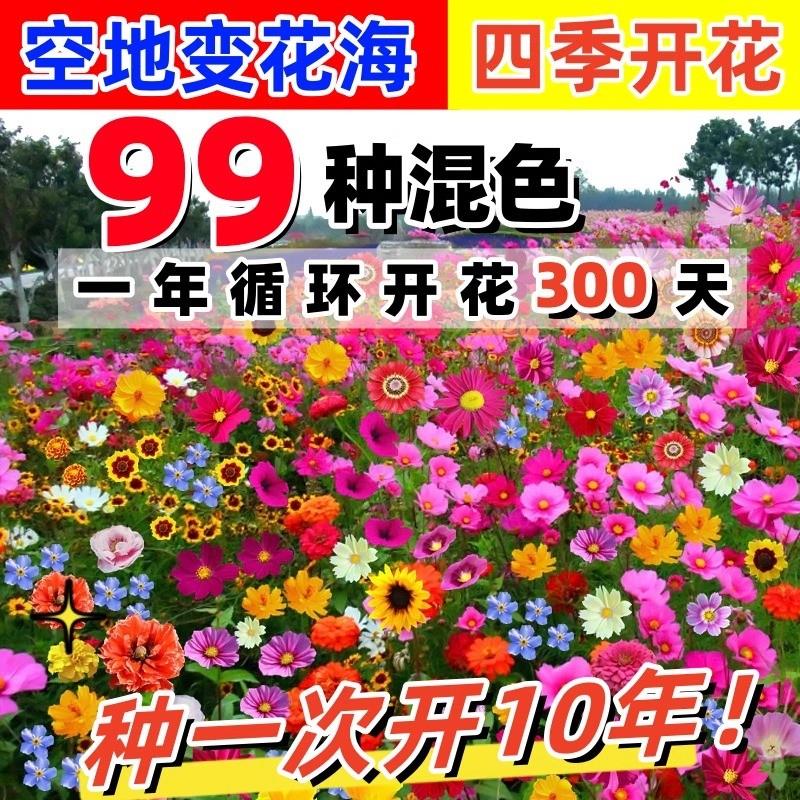 野花组合花种籽子四季播种开花波斯菊格桑花盆栽花籽庭院花种籽子