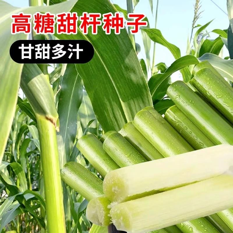 甜高粱杆种籽东北冰糖甜杆小甘蔗水果南方芦粟甜芦杆四季春秋播种