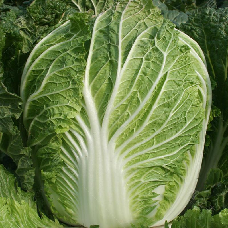 大白菜种子白菜种籽山东白菜籽夏季秋季秋天种植四季蔬菜种子大全