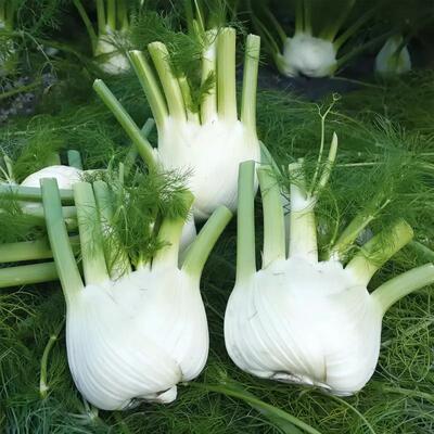 球茎茴香种子高产小茴香菜割茬四季蔬菜球型播种简单优质茴香种子