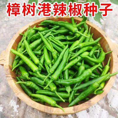 ?中椒美味港樟树港辣椒种子湖南小辣椒籽小尖椒种子羊角椒蔬菜种