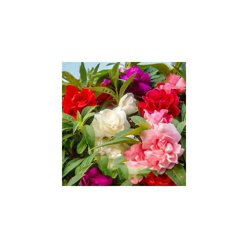 重瓣茶花凤仙花花种子四季种室内阳台盆栽花卉种子七彩指甲花种籽