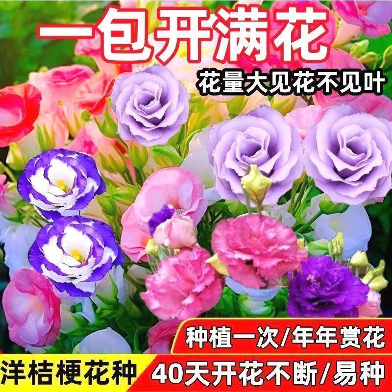 重瓣洋桔梗花种子四季可种高颜值无刺玫瑰懒人新手易种易活花种子