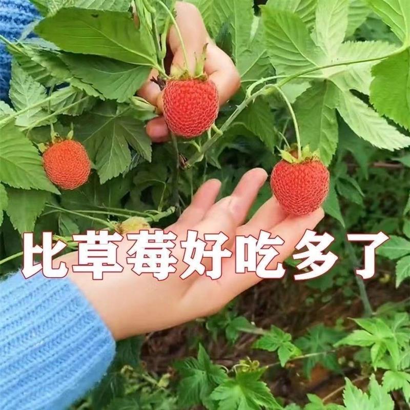 红树莓种子】正宗新鲜耐冻覆盆子酸甜树莓室内阳台盆栽南方北方种