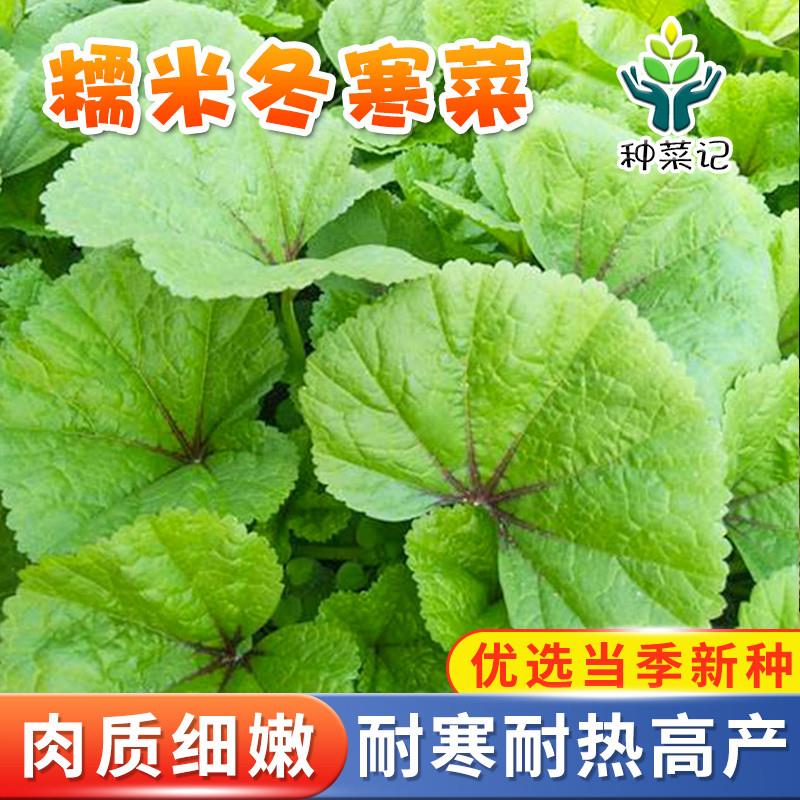 冬寒菜种子糯米冬寒菜籽冬苋菜秋季冬季家庭盆栽四季蔬菜种孑