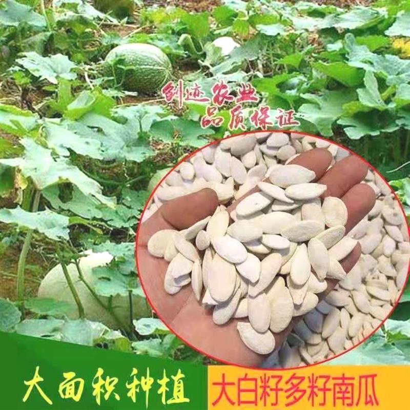 多籽南瓜种子食用专门吃南瓜籽种子巨型南瓜种长粒西葫芦蔬菜种子