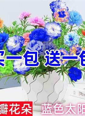 新品蓝色太阳花种子四季开花阳台庭院种植进化空气活易好养种