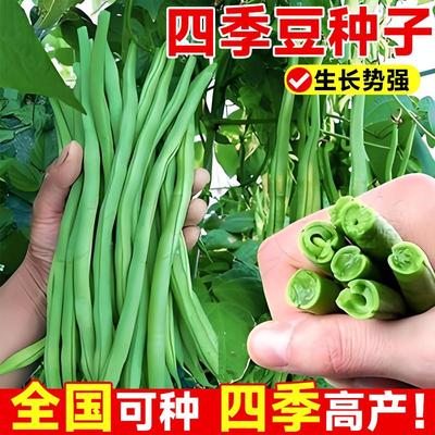 红花四季豆种子扁豆种籽阳台庭院田园高产当季精选豆角蔬菜种孑