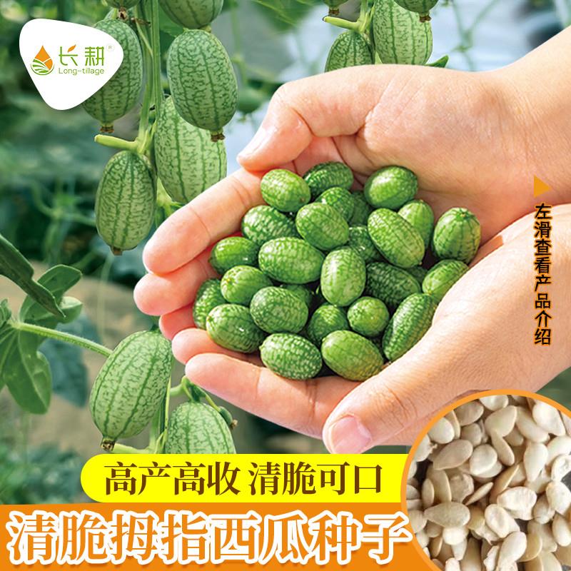 拇指西瓜种子高产迷你小西瓜种籽春四季播阳台盆栽水果蔬菜种孑