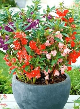 凤仙花种子新采指甲花种子混色防蛇花夏季耐热种籽子庭院室外阳台