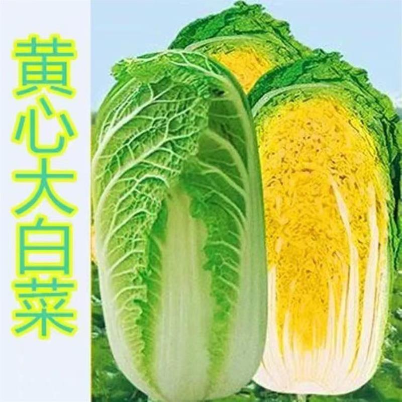 真好吃黄心大白菜种子黄芯秋播蔬菜种籽冬储白菜耐寒口感好秋冬季