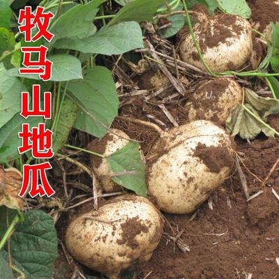(拍2送1)牧马山地瓜种子水果特大白瓤香甜早熟高产凉薯沙葛种植