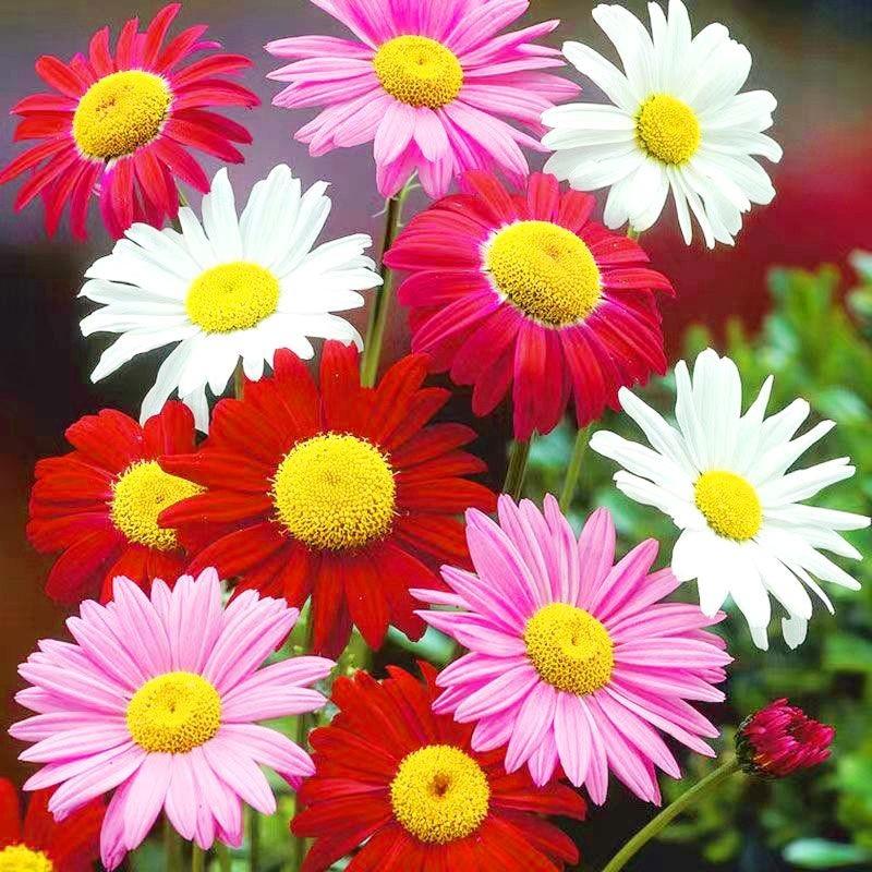 驱蚊草防蚊驱虫花种子阳台庭院盆栽四季播种多年生