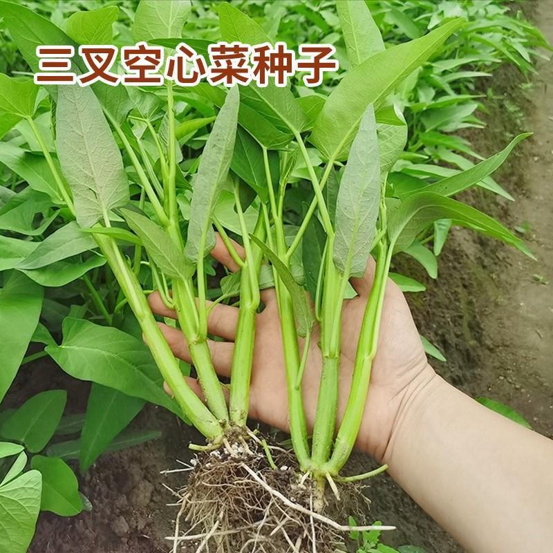 三叉空心菜种子通心菜种籽高产阳台盆栽四季柳叶青菜籽种蔬菜种孑