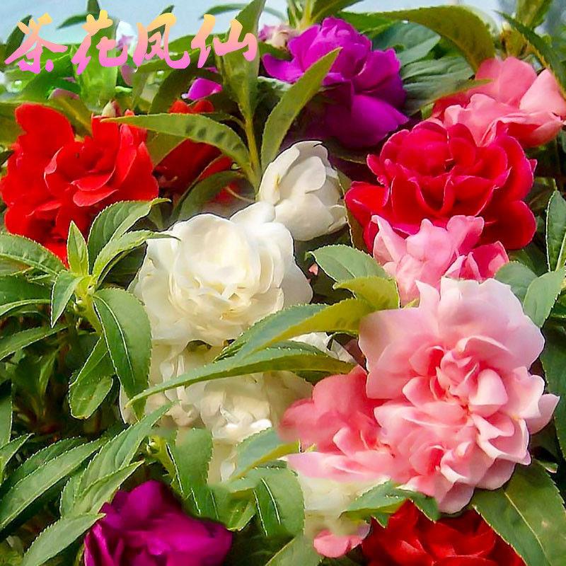 凤仙花种子重瓣茶花指甲花四季庭院阳台开花盆栽花种籽易种易爆盆