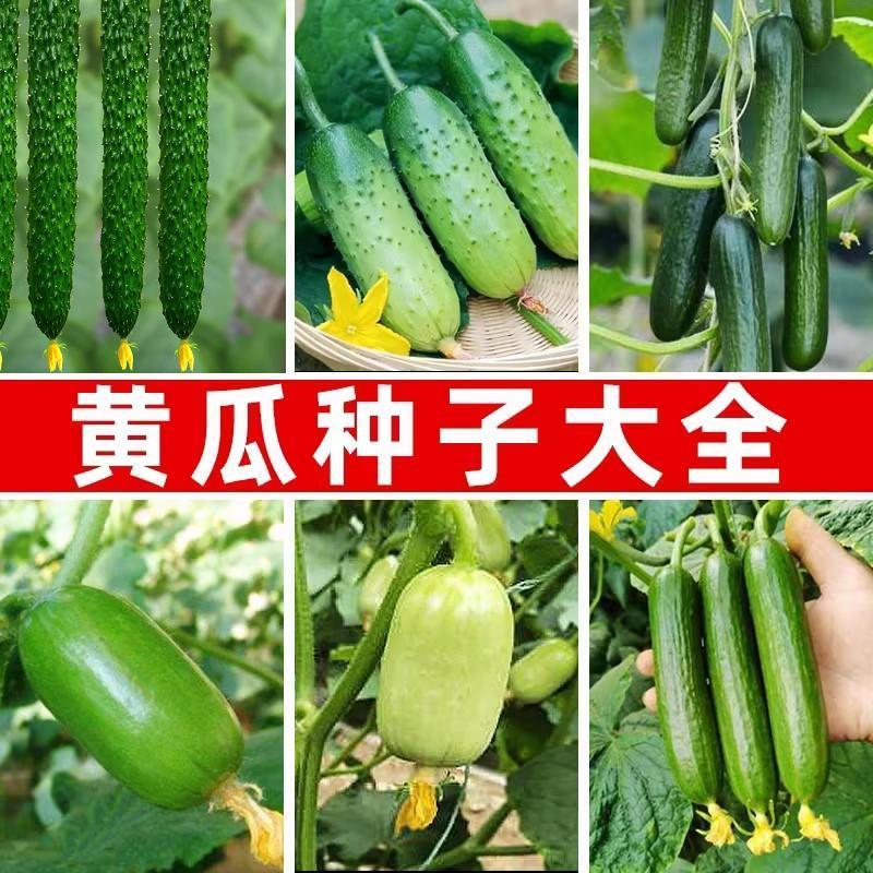 黄瓜种子大全秋黄瓜青瓜春秋播种甜脆无刺金童玉女水果黄瓜蔬菜种