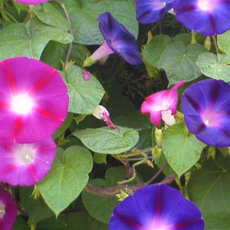 牵牛花种子喇叭花室外爬藤爬墙花卉混色开花盆栽易活播种种籽