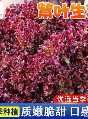 紫叶生菜种子四季紫色生菜种子奶油生菜罗马生菜红叶盆栽生菜籽种
