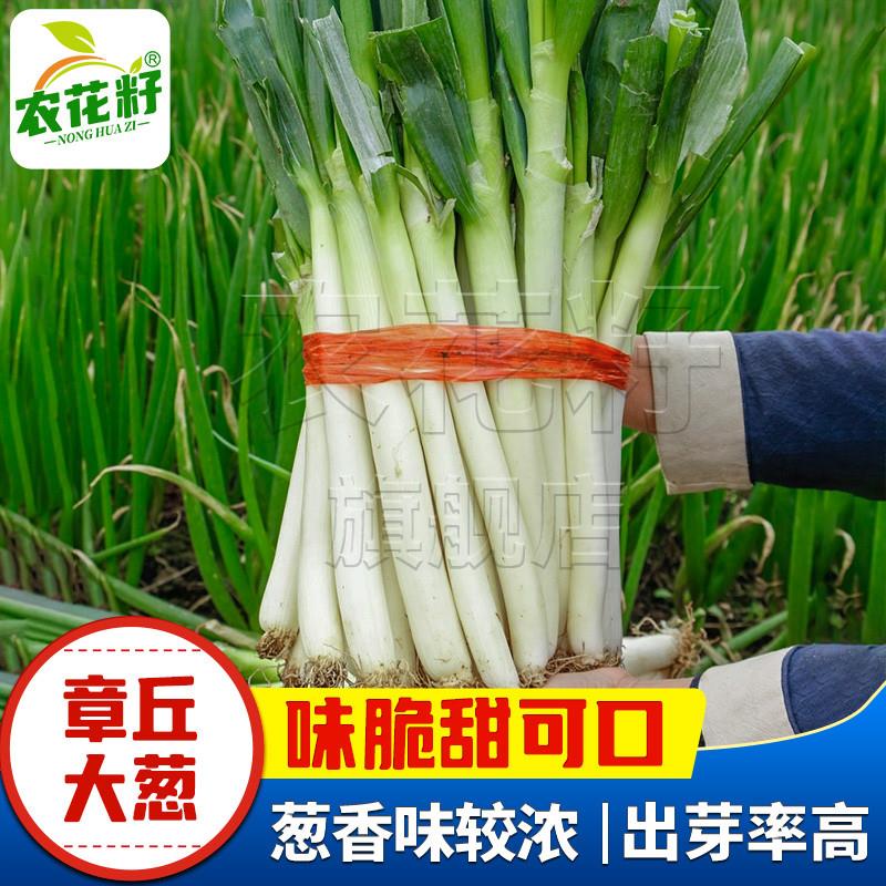 山东正宗章丘大葱种子铁杆大葱种籽高产葱白长四季阳台庭院菜种子